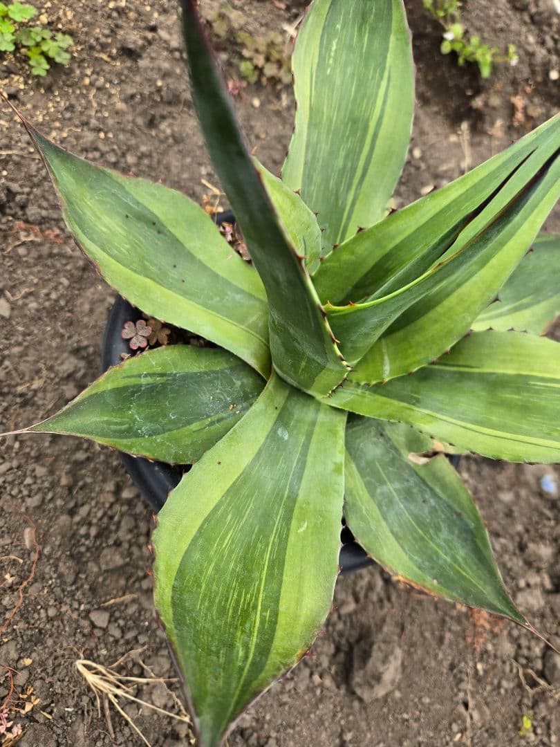 アガベ　オバティフォリア　キラー　縞斑