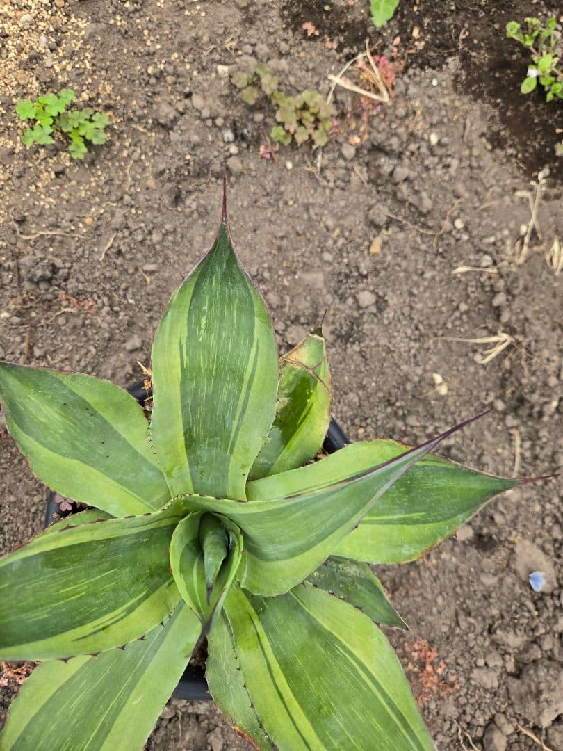 アガベ　オバティフォリア　キラー　縞斑