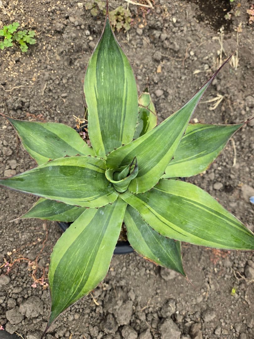 アガベ　オバティフォリア　キラー　縞斑