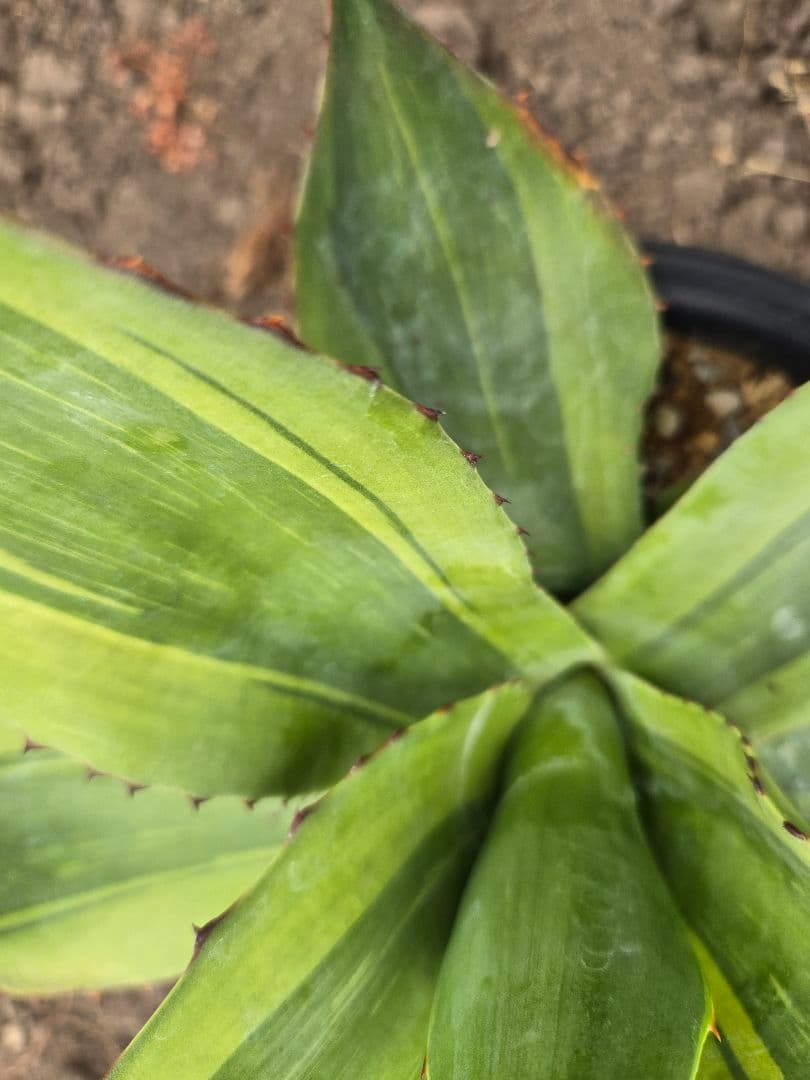 アガベ　オバティフォリア　キラー　縞斑