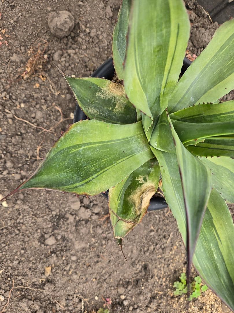 アガベ　オバティフォリア　キラー　縞斑