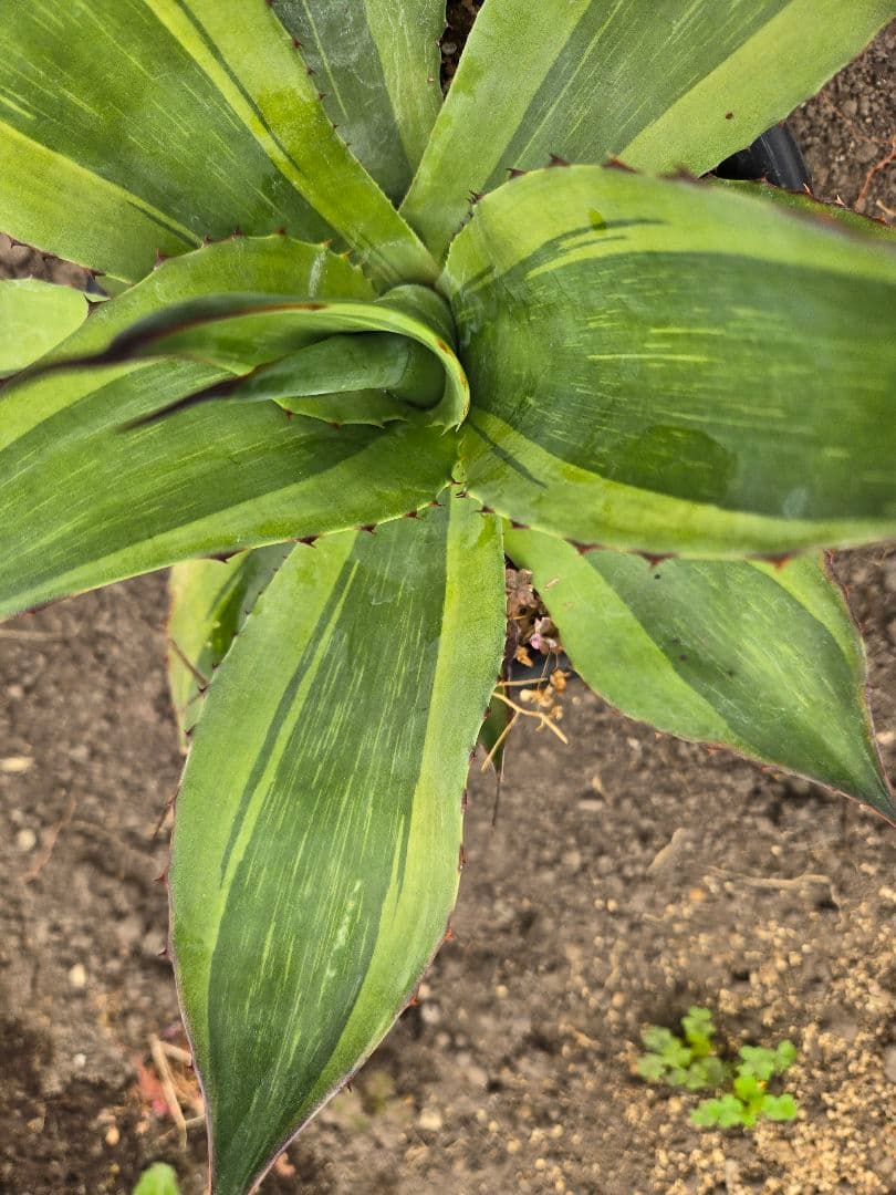 アガベ　オバティフォリア　キラー　縞斑