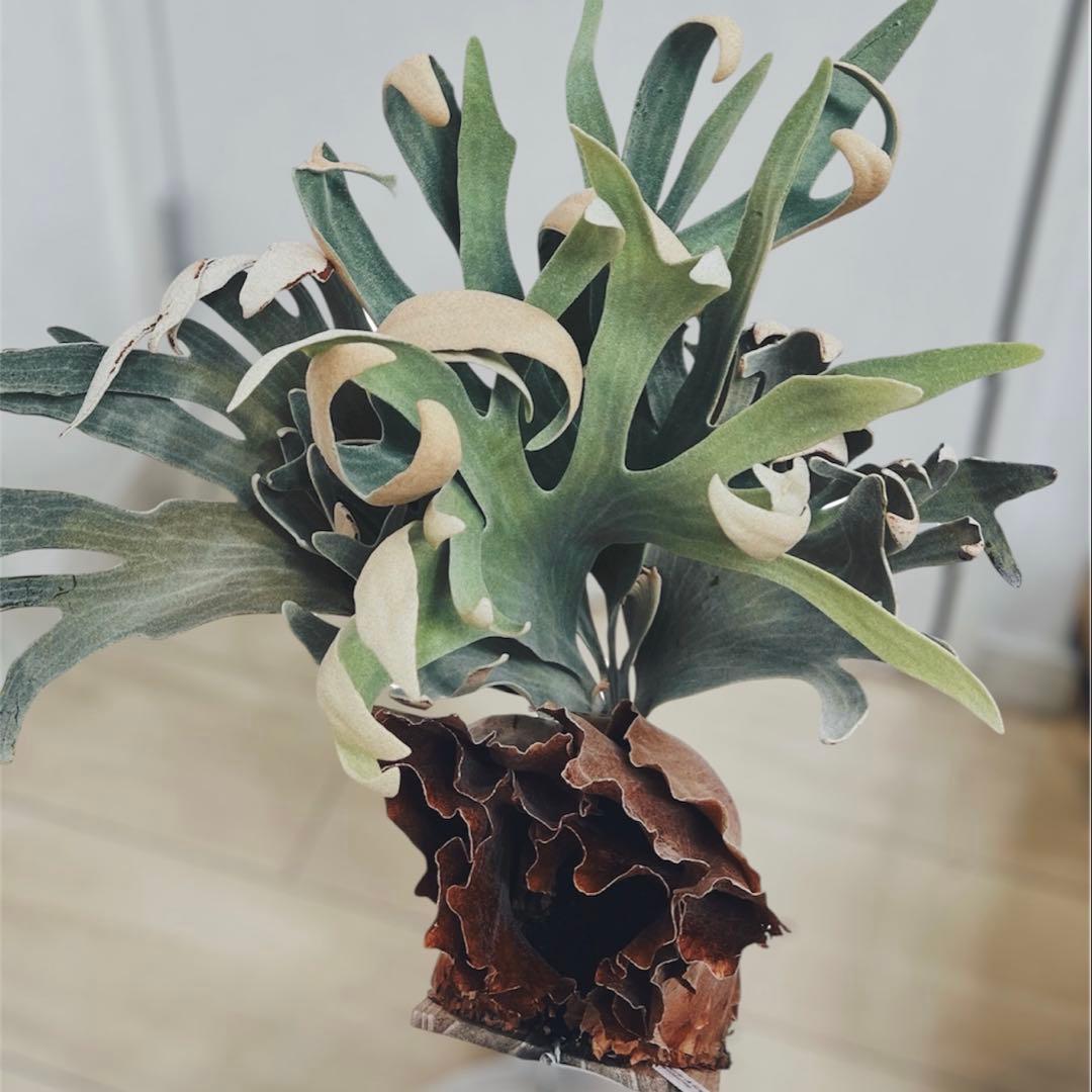 【親株】P. white mr. oat peevia（OC）