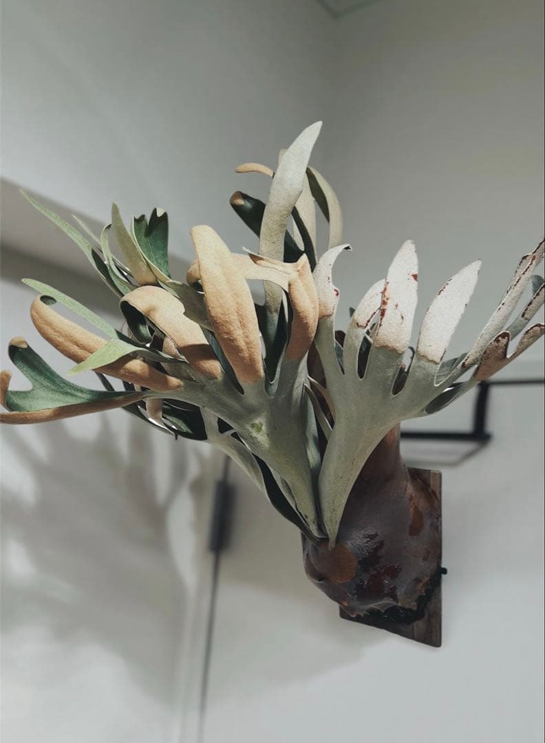 【親株】P. white mr. oat peevia（OC）