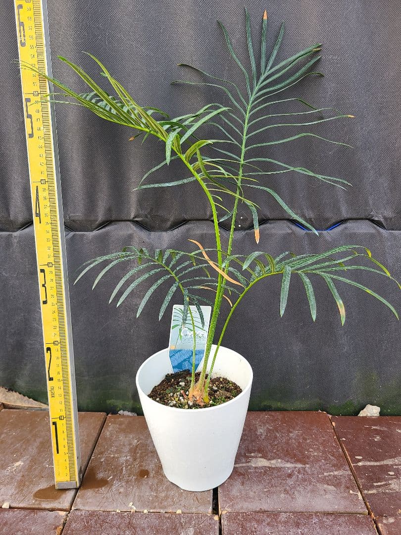 希少】サイカス タイシルバー サイカス タイシルバー 10号鉢つき 希少