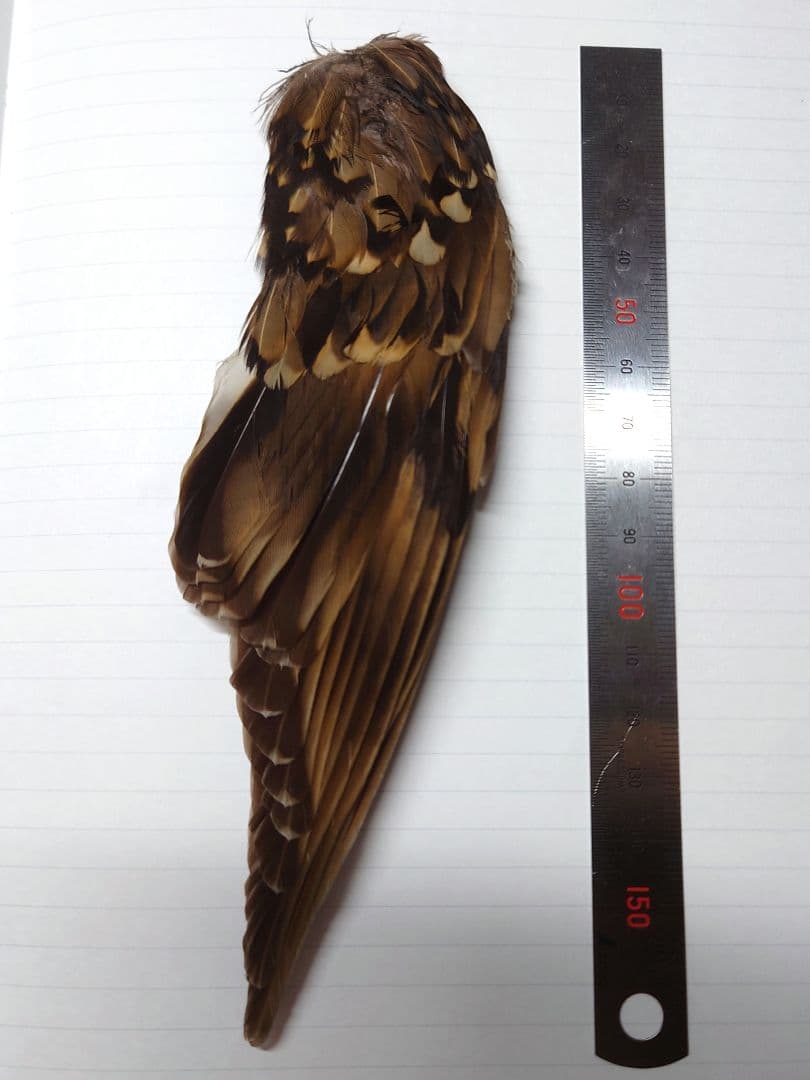 トラツグミの翼標本 希少 日本の野鳥 鳥の羽 - メルカリ