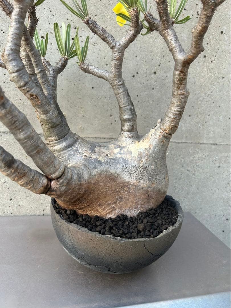 パキポディウム　グラキリス　現地株　大株　発根済