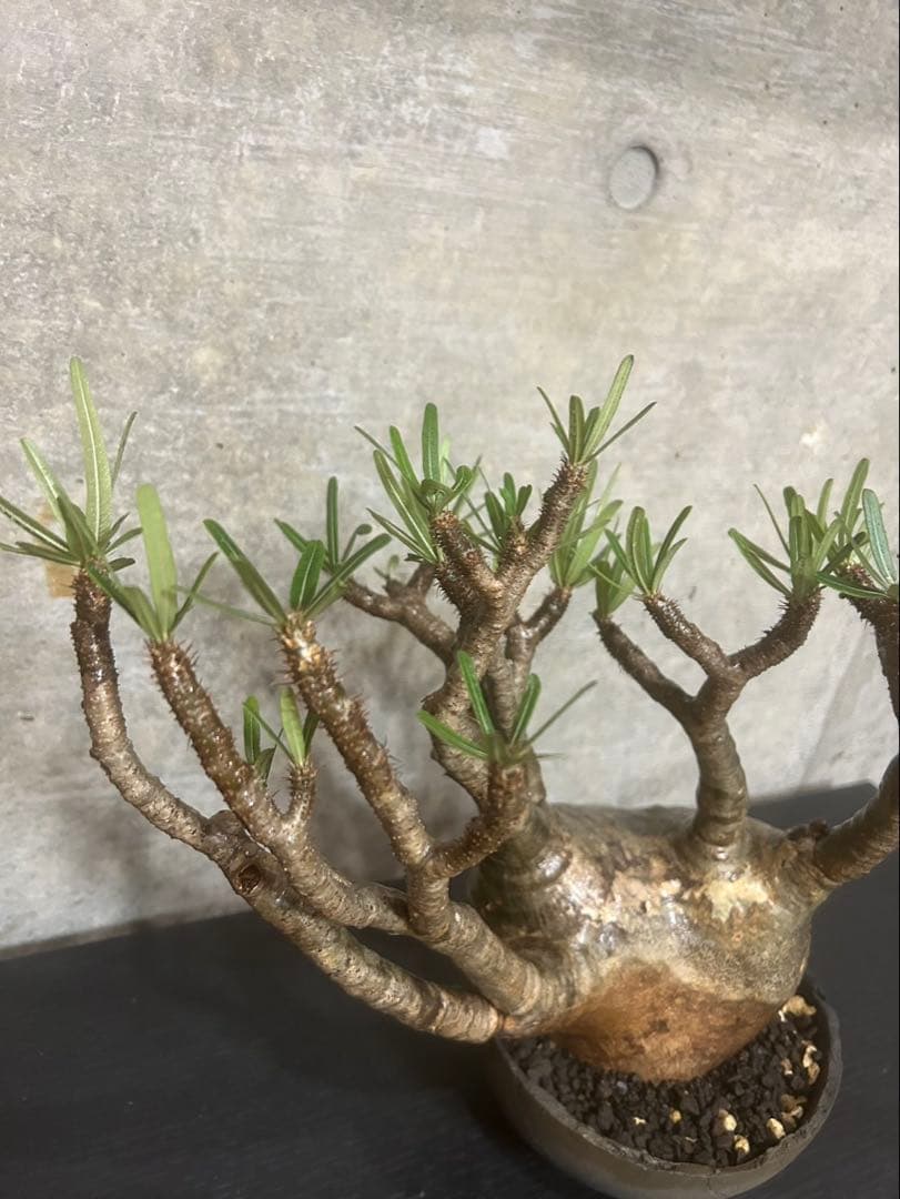 パキポディウム　グラキリス　現地株　大株　発根済