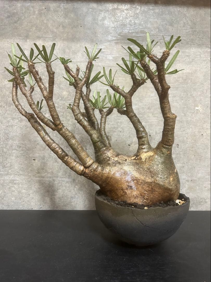 パキポディウム　グラキリス　現地株　大株　発根済