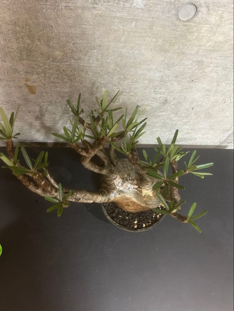 パキポディウム　グラキリス　現地株　大株　発根済