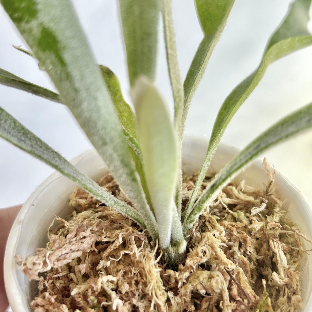 【メルカリ便】P. Willinckii Spur(TC) 【37】