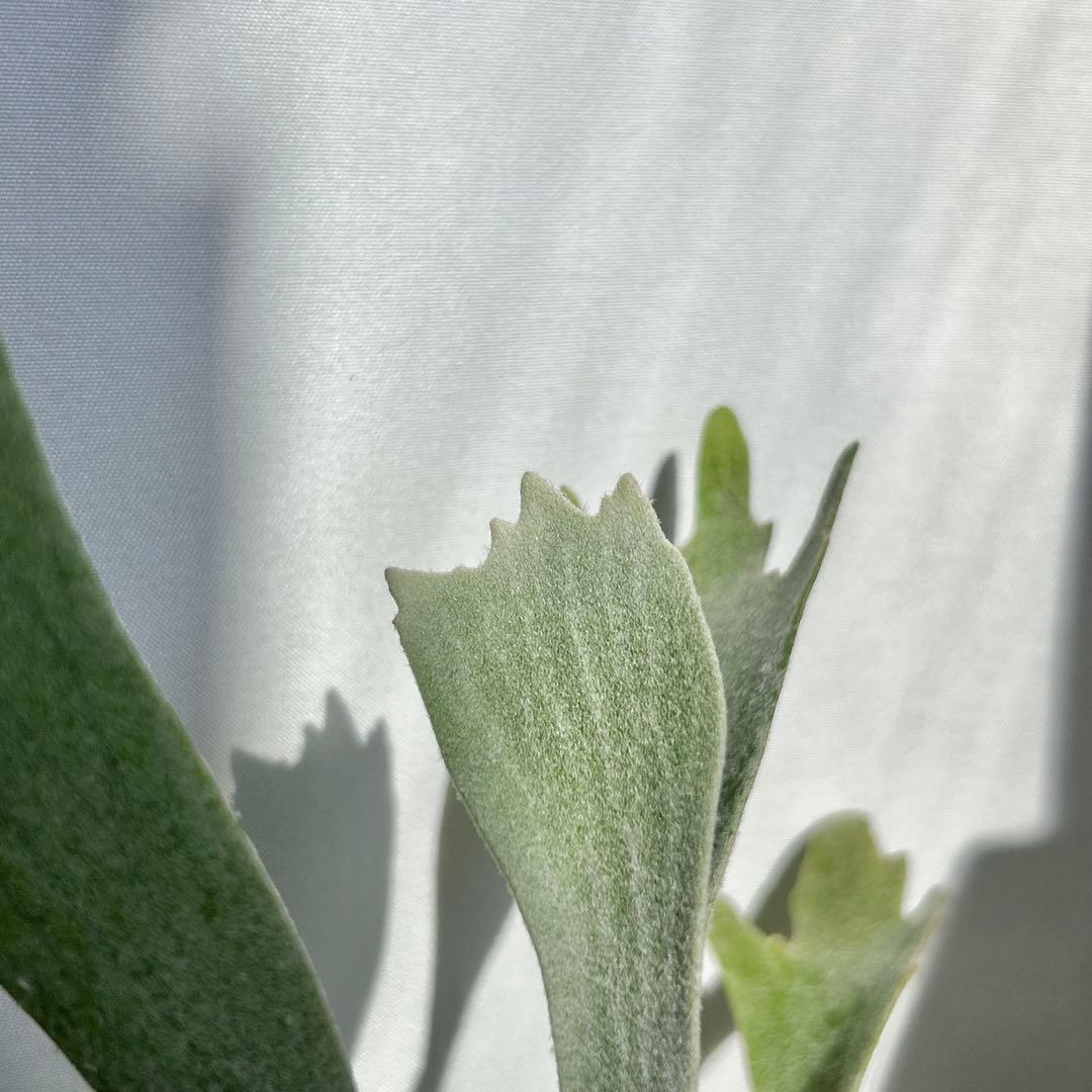 【メルカリ便】P. Willinckii Spur(TC) 【37】