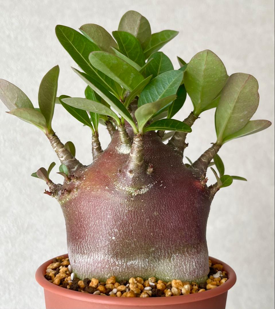 あんこ様 リクエスト 2点 まとめ商品