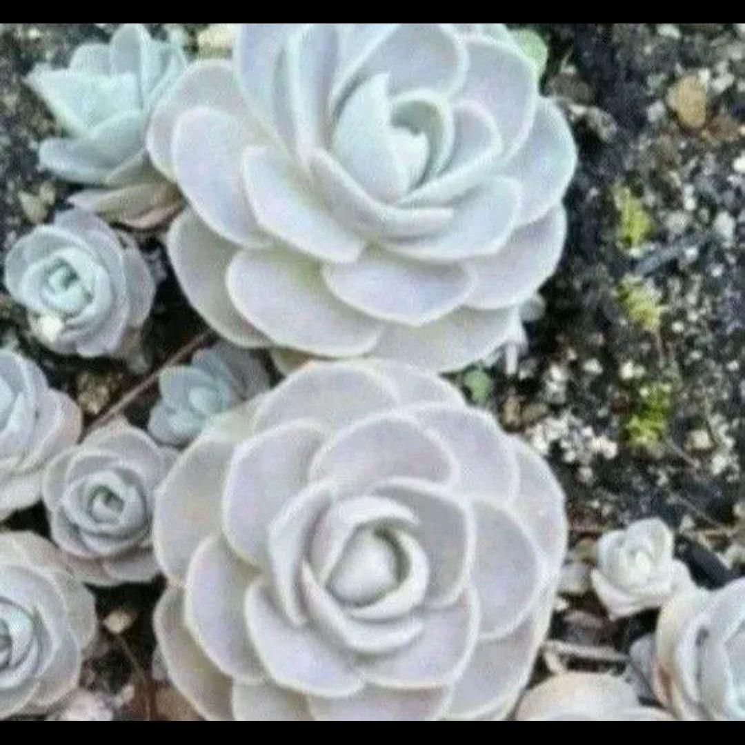 多肉植物 セダム & 子持ち蓮華5株程 - メルカリ