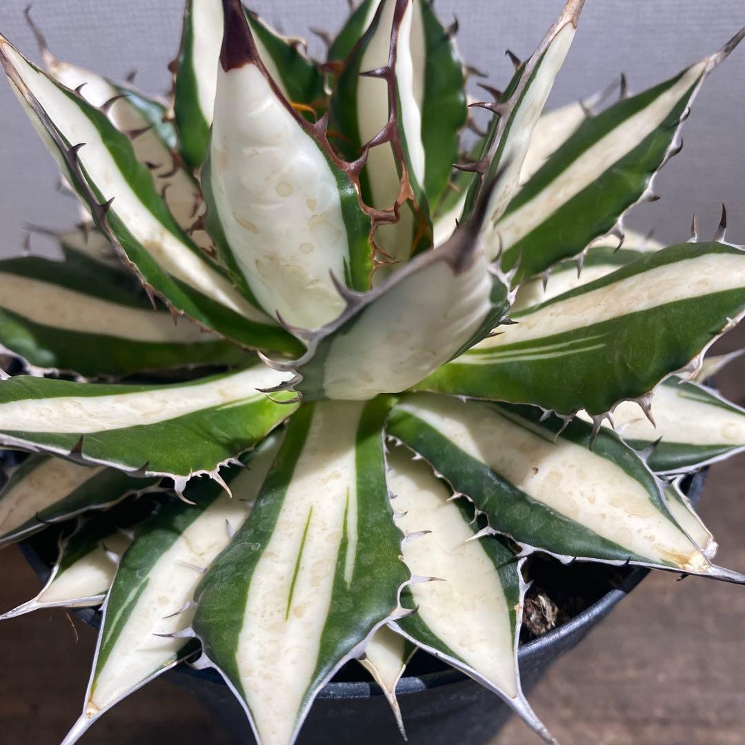 アガベ　ホリダ　白中斑　極上限定