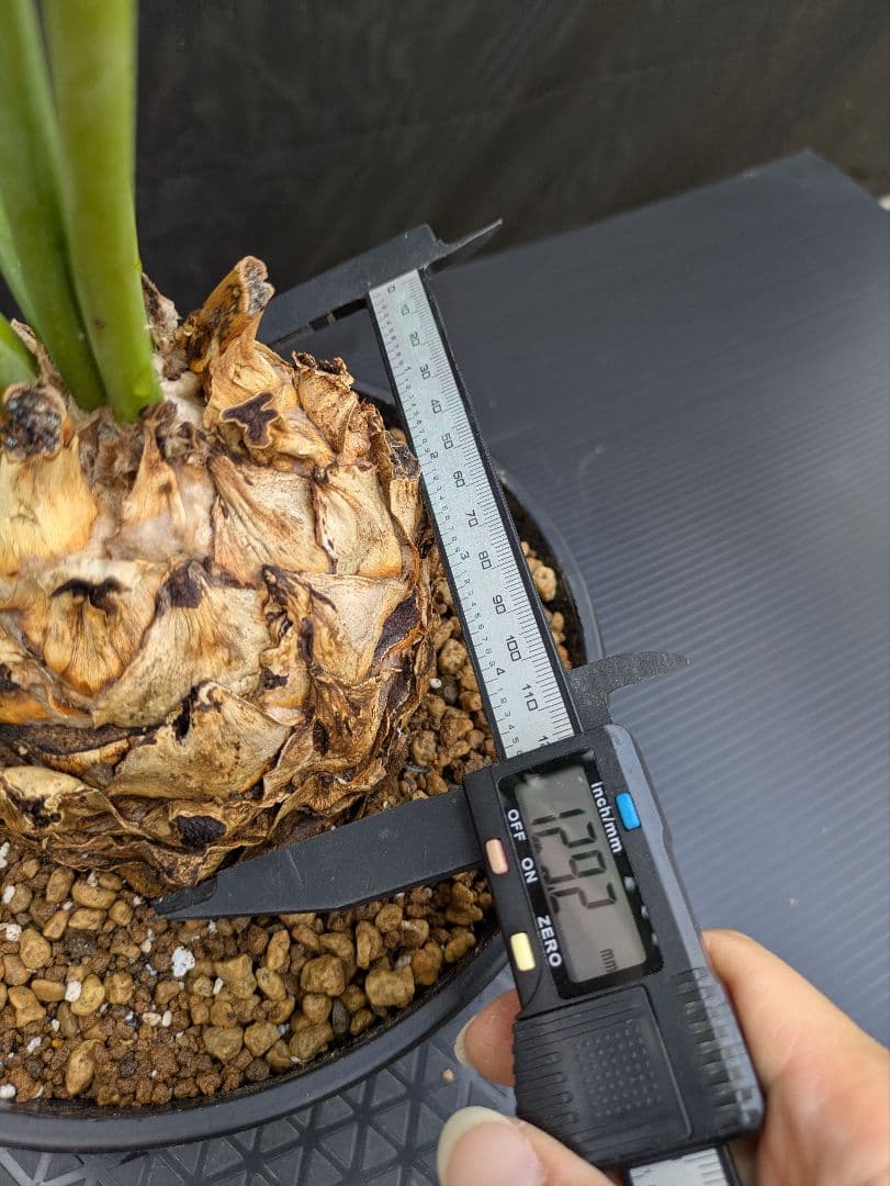 エンセファラルトス アレナリウス 盆栽 超希少種