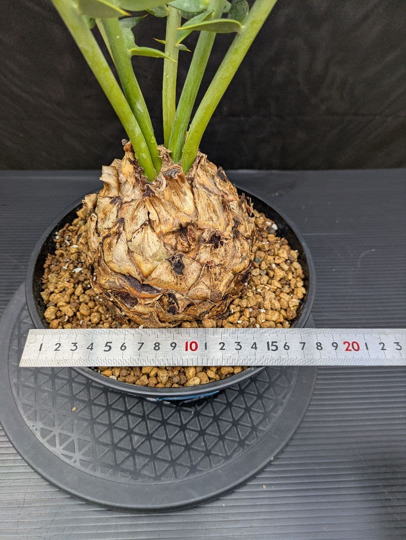 エンセファラルトス アレナリウス 盆栽 超希少種