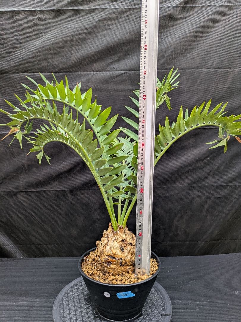 エンセファラルトス アレナリウス 盆栽 超希少種