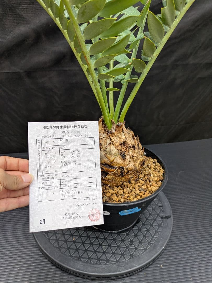 エンセファラルトス アレナリウス 盆栽 超希少種