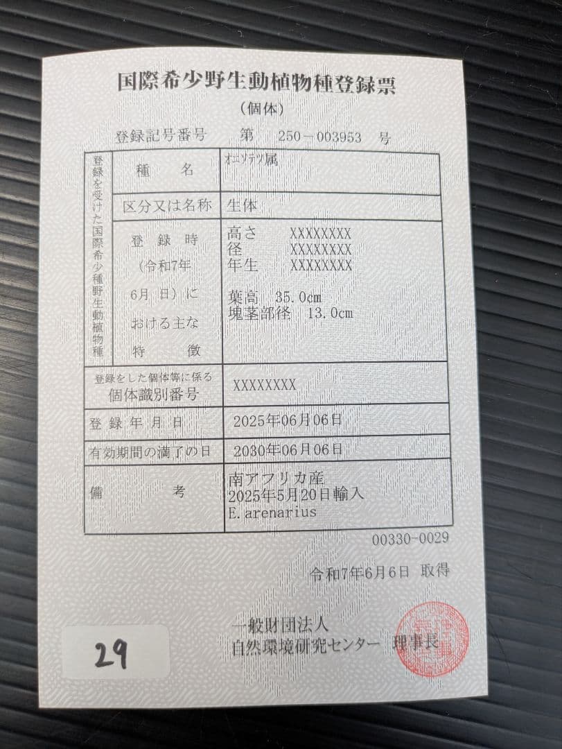 エンセファラルトス アレナリウス 盆栽 超希少種