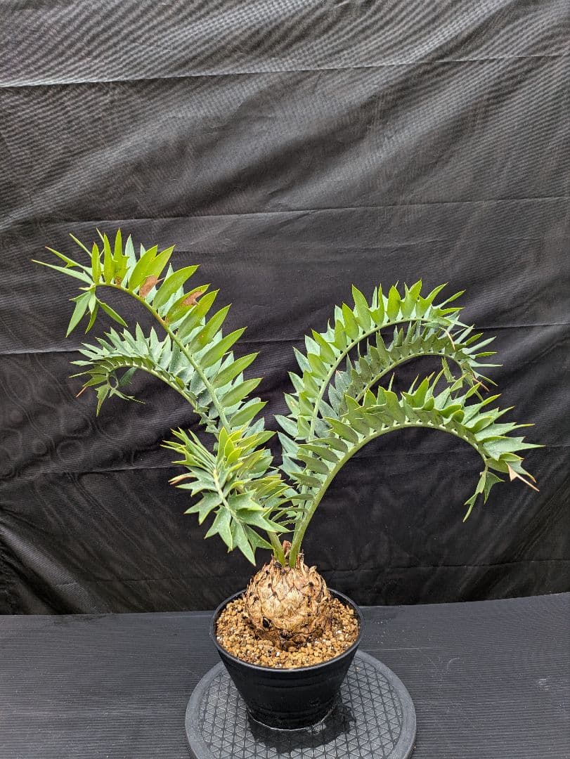 エンセファラルトス アレナリウス 盆栽 超希少種