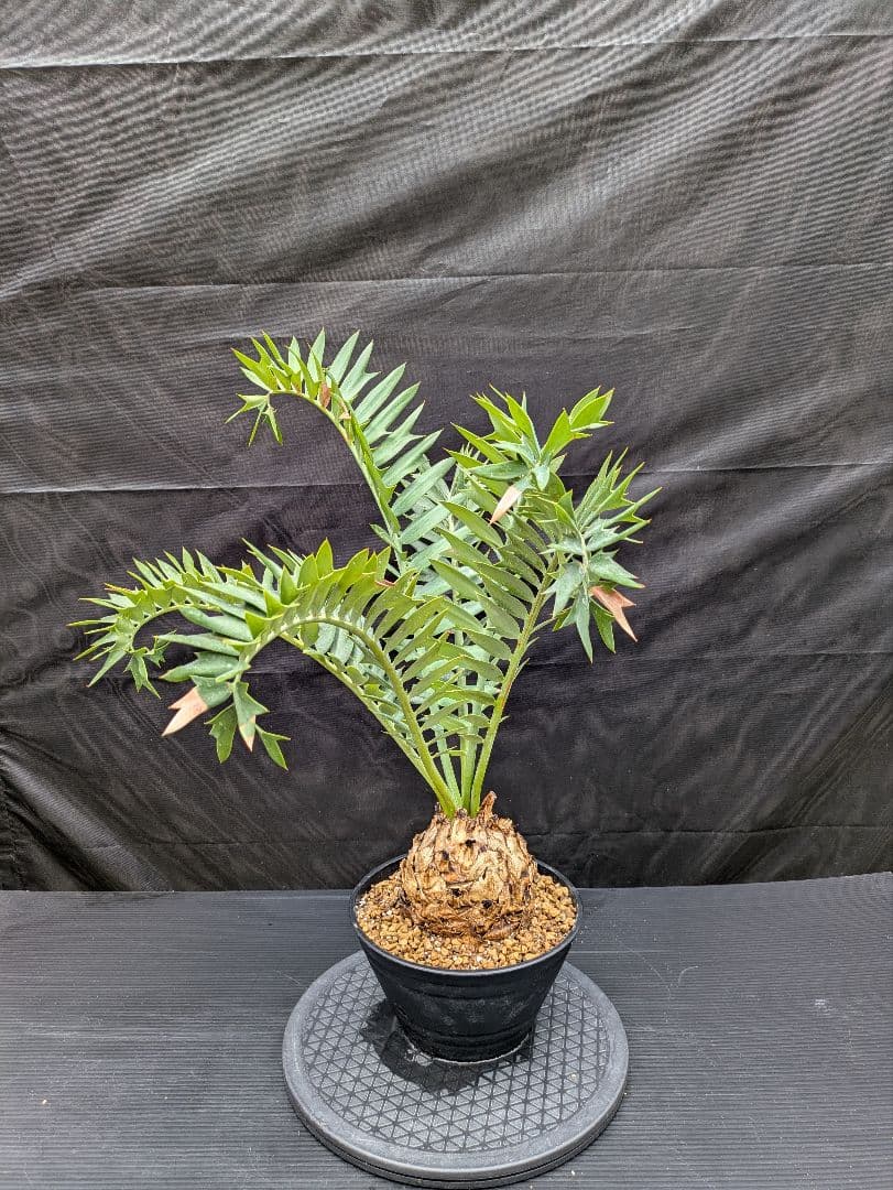 エンセファラルトス アレナリウス 盆栽 超希少種