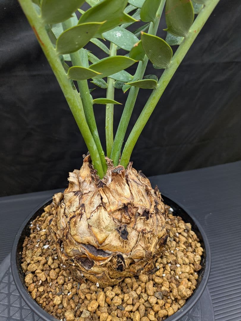 エンセファラルトス アレナリウス 盆栽 超希少種