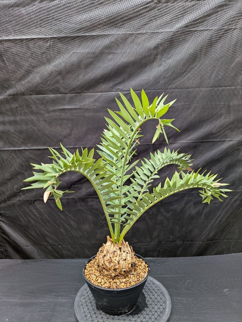 エンセファラルトス アレナリウス 盆栽 超希少種