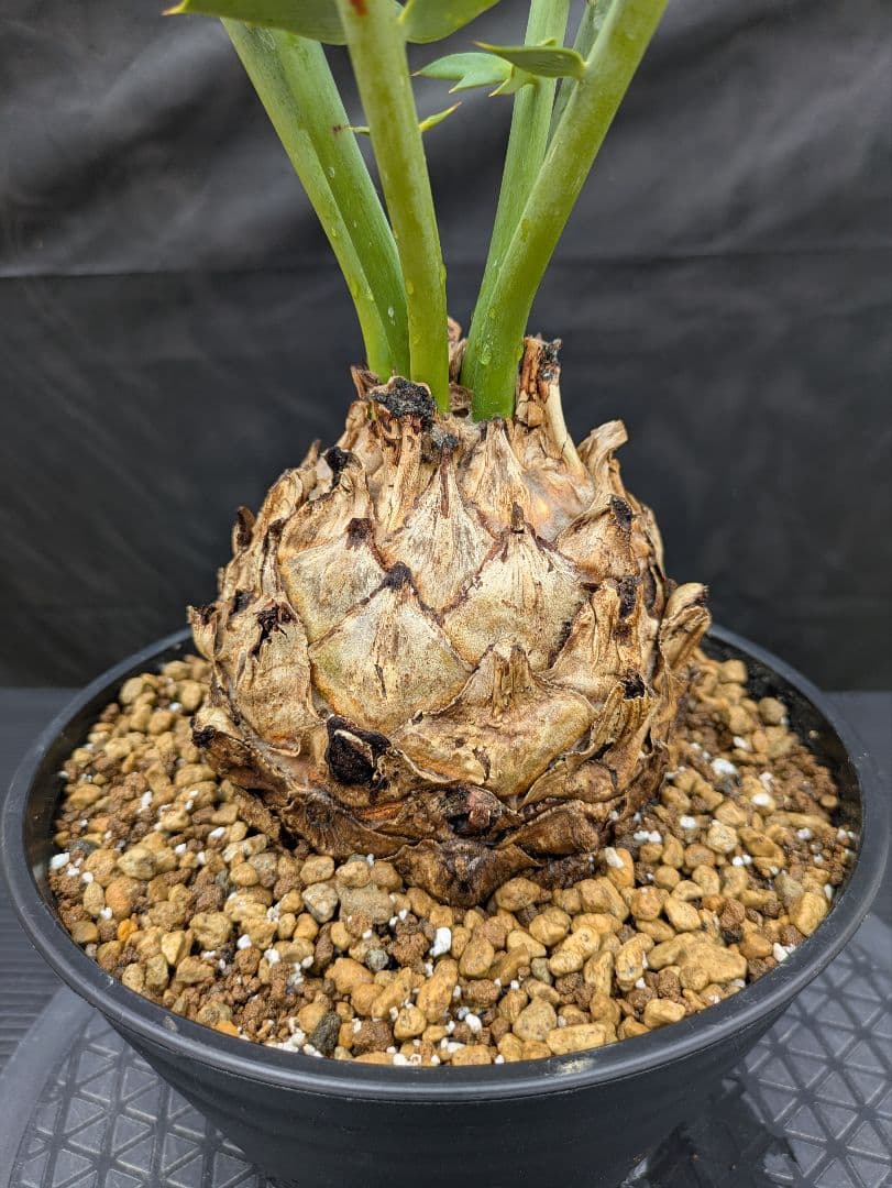 エンセファラルトス アレナリウス 盆栽 超希少種