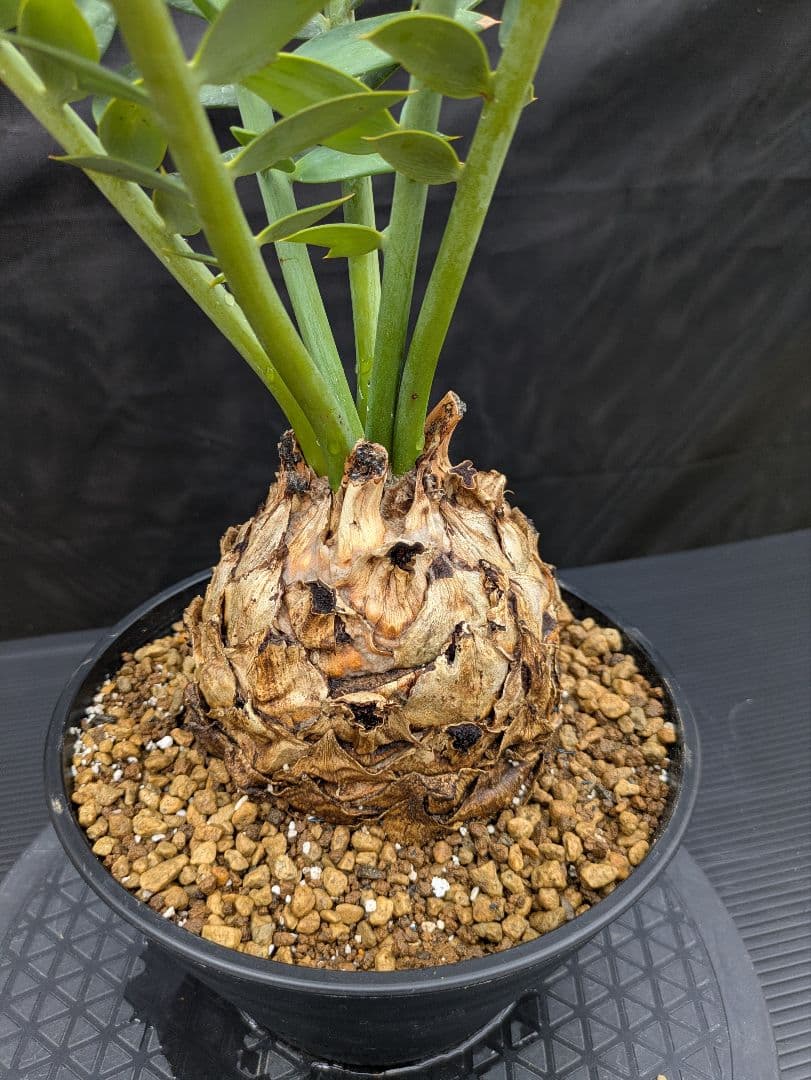 エンセファラルトス アレナリウス 盆栽 超希少種