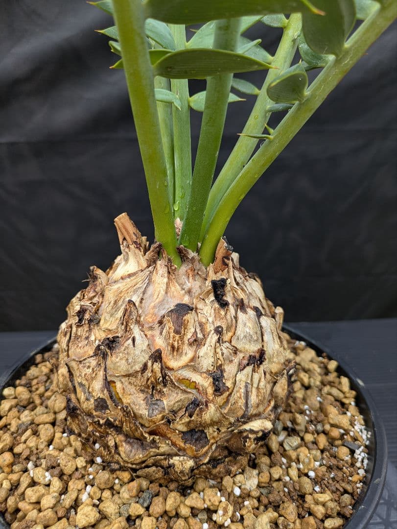 エンセファラルトス アレナリウス 盆栽 超希少種