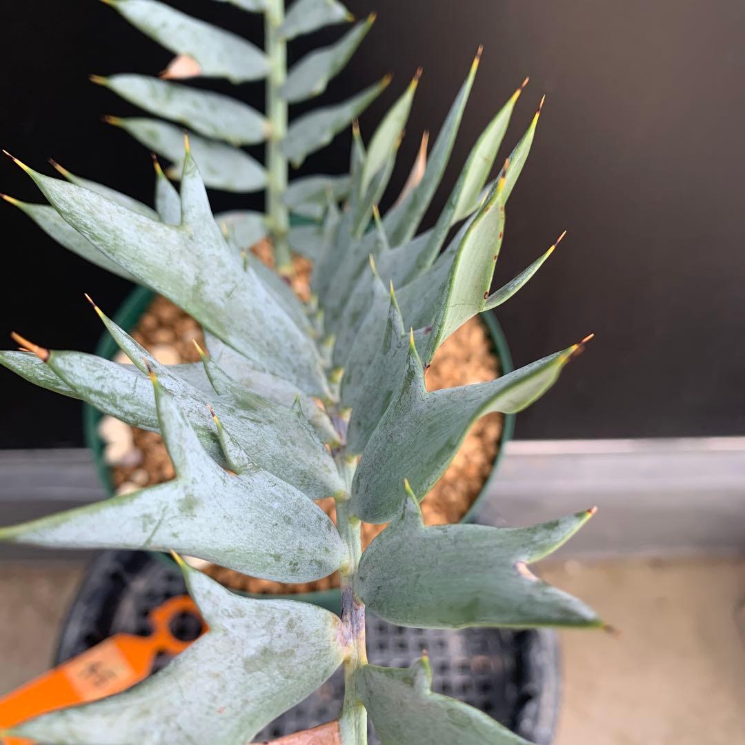 【南アフリカ産】エンセファラルトス・ホリダス(発根済)No3-45