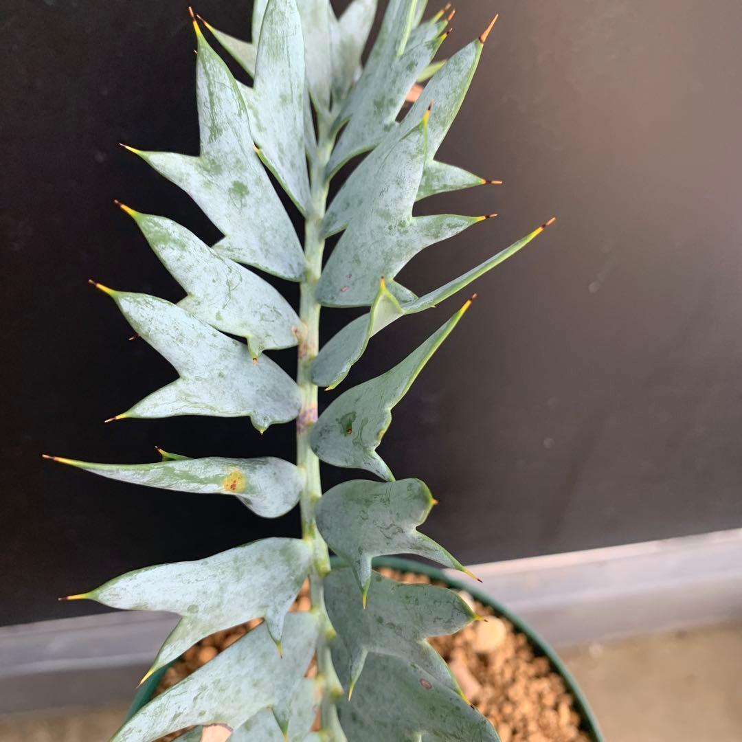 【南アフリカ産】エンセファラルトス・ホリダス(発根済)No3-45