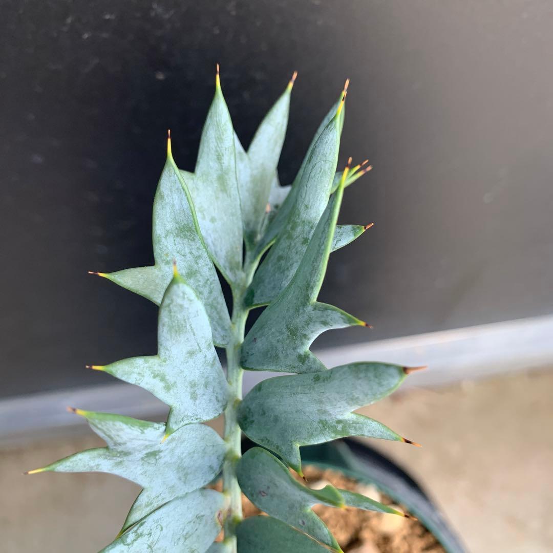 【南アフリカ産】エンセファラルトス・ホリダス(発根済)No3-45