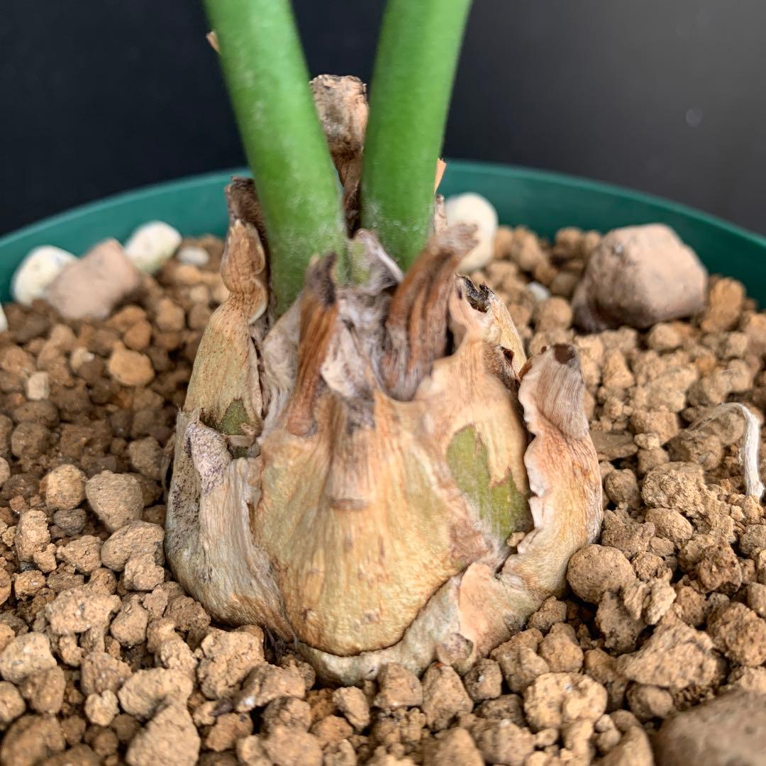 【南アフリカ産】エンセファラルトス・ホリダス(発根済)No3-45