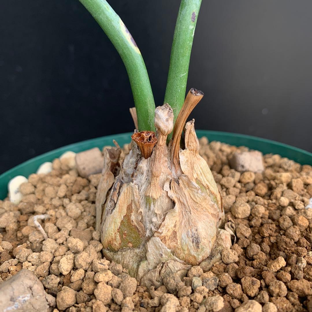 【南アフリカ産】エンセファラルトス・ホリダス(発根済)No3-45