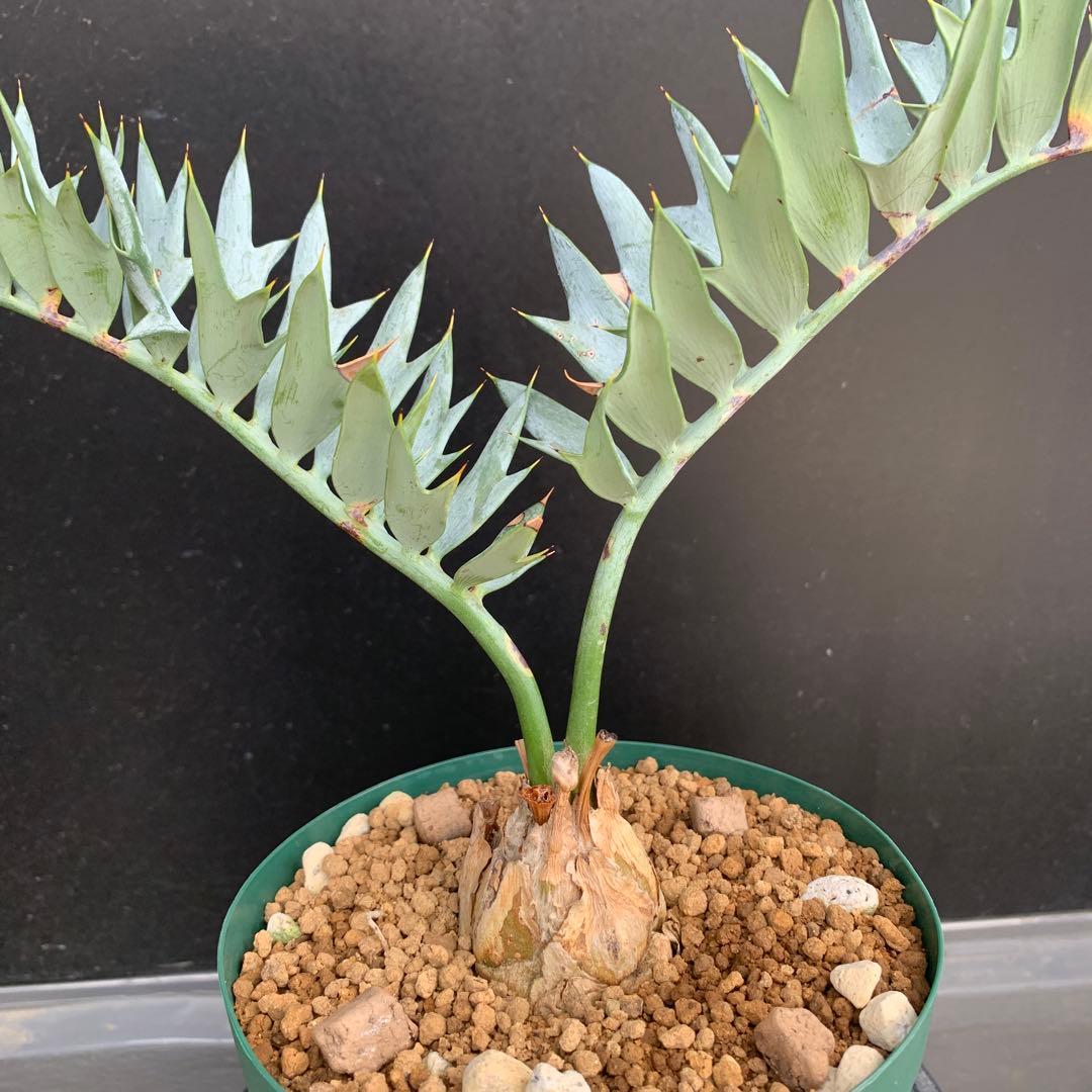 【南アフリカ産】エンセファラルトス・ホリダス(発根済)No3-45