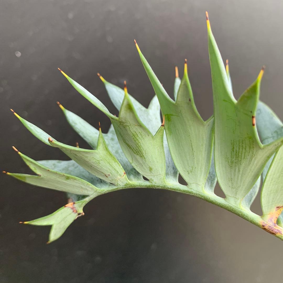 【南アフリカ産】エンセファラルトス・ホリダス(発根済)No3-45