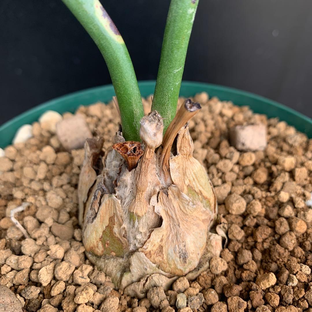 【南アフリカ産】エンセファラルトス・ホリダス(発根済)No3-45