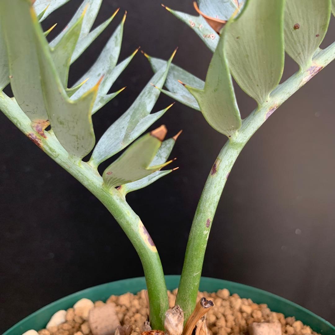 【南アフリカ産】エンセファラルトス・ホリダス(発根済)No3-45