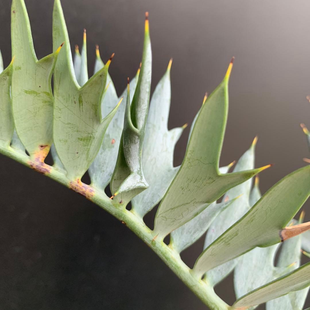 【南アフリカ産】エンセファラルトス・ホリダス(発根済)No3-45