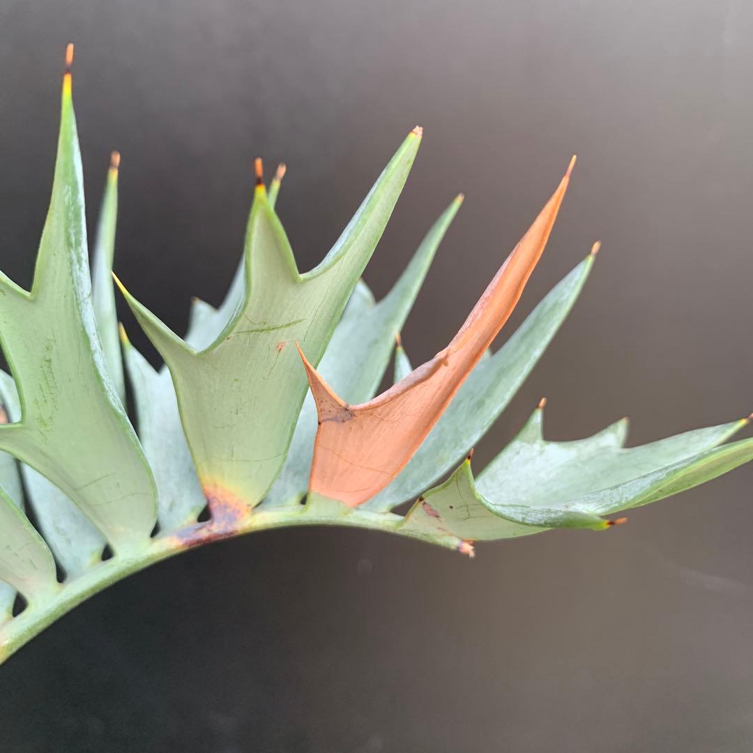 【南アフリカ産】エンセファラルトス・ホリダス(発根済)No3-45