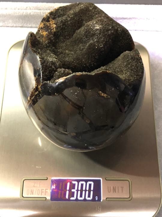 セプタリアン 特大サイズ卵