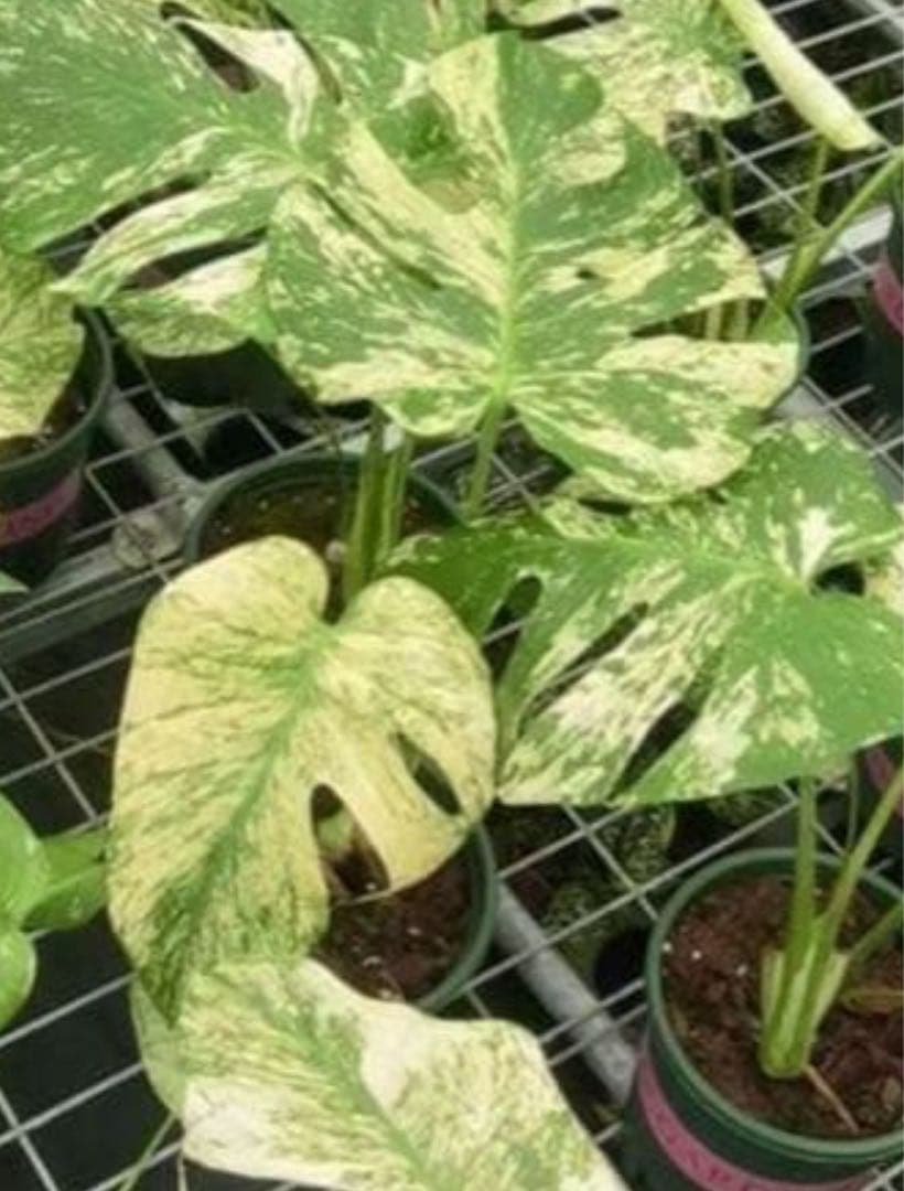 【上野しーちゃん】