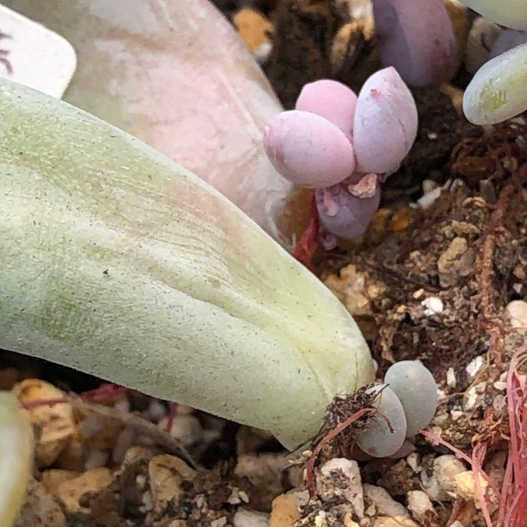 専用！多肉植物^o^  美人さん2種セット