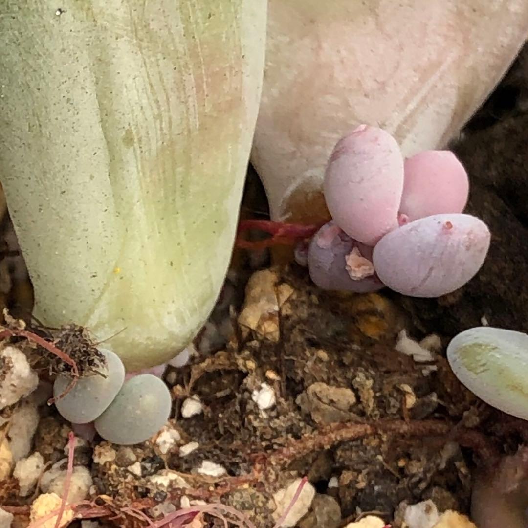 専用！多肉植物^o^  美人さん2種セット