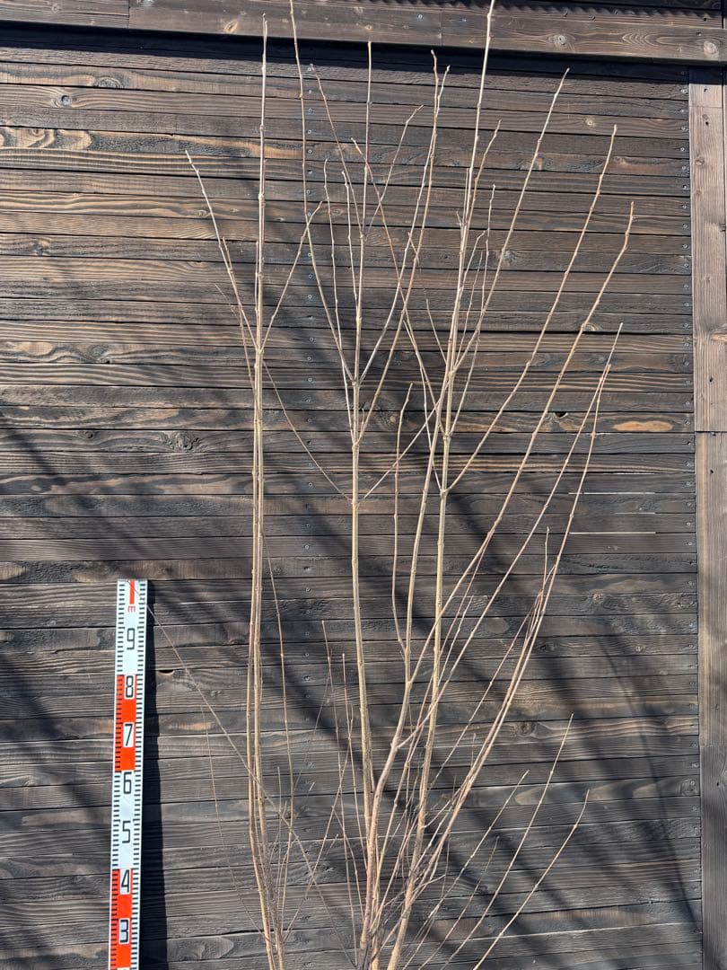 カツラ（桂）本株立ち【現品発送】管理 80048