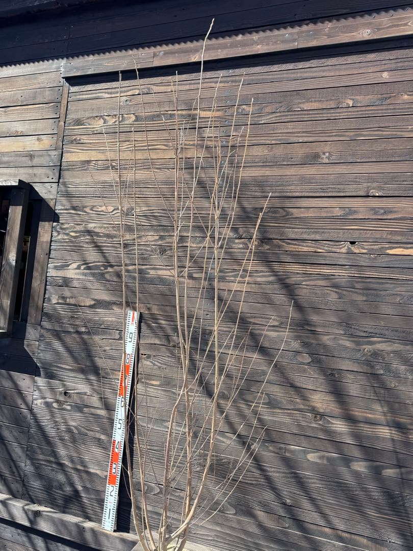 カツラ（桂）本株立ち【現品発送】管理 80048