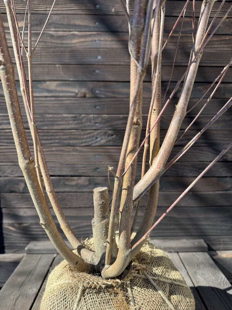 カツラ（桂）本株立ち【現品発送】管理 80048