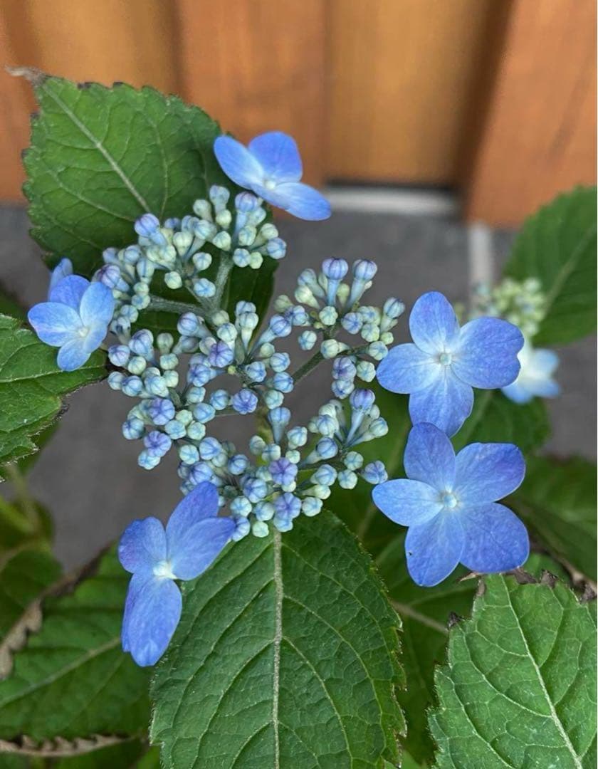 花苗】ヤマアジサイ 海峡 ポットごと発送 山紫陽花 山アジサイ